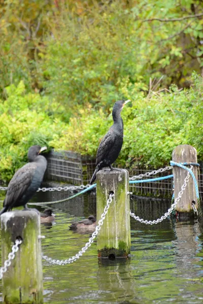 DSC_0668 (Large).JPG